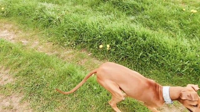 Azawakh And Italian Greyhound Running 4 #azawakh #italiangreyhound #slowmotion #unitedkingdom