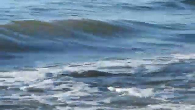 Sea /Песни моря и ракушки/ смотреть онлайн