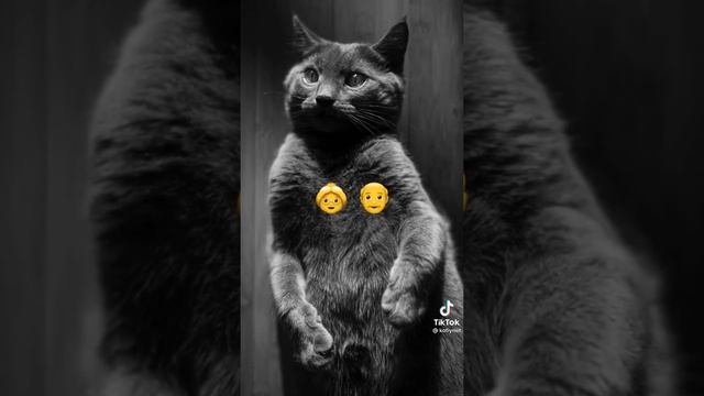 Что видят котики в углу или в пустоте #shorts смотреть онлайн