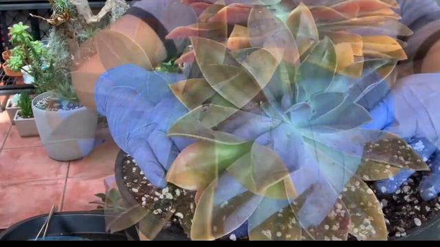 Repotting Graptoveria Fred Ives смотреть онлайн