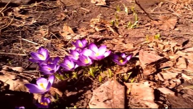 Весенний комплимент смотреть онлайн