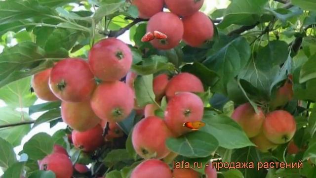 Яблоня обыкновенная Горноалтайское (malus) ? обзор: как сажать, саженцы яблони Горноалтайское смотреть онлайн