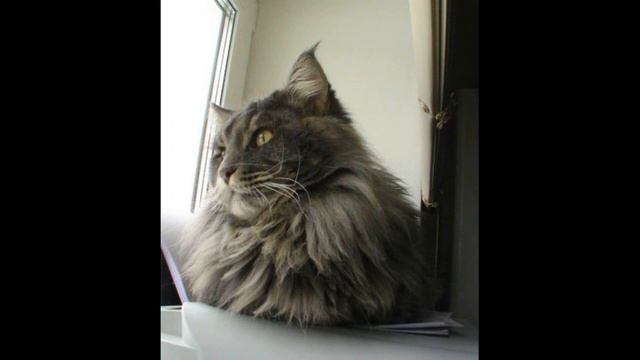 КУН ДЯДЯ КОТ. В ЛЮБОМ АМПЛУА. Выпуск 135 смотреть онлайн