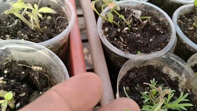МОЯ РАССАДА ПОСЛЕ СТРАШНОГО ОЖОГА ?НЕ ПОВТОРЯЙТЕ ЗА МНОЙ . смотреть онлайн