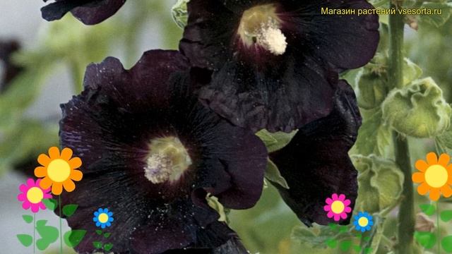 Мальва розовая Блэк найт. Краткий обзор, описание характеристик, где купить malva rosea Blacknight смотреть онлайн