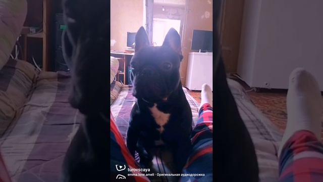 #французский бульдог#Митяй#прикольное видео#приколы#ржач смотреть онлайн