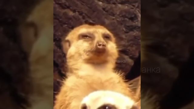 засыпающий сурикат смотреть онлайн