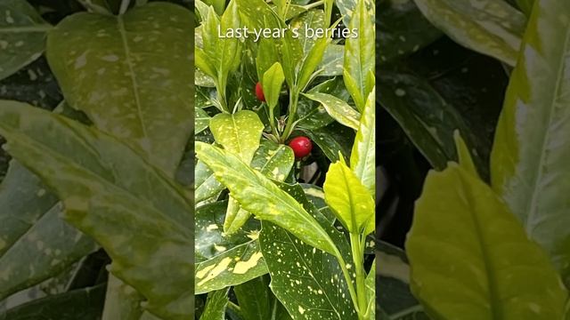 Aucuba Japonica, Gold Dust Plant - Spring Update May 5 смотреть онлайн