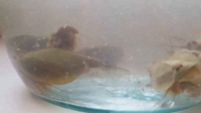 Летний щитень: мезозой в луже