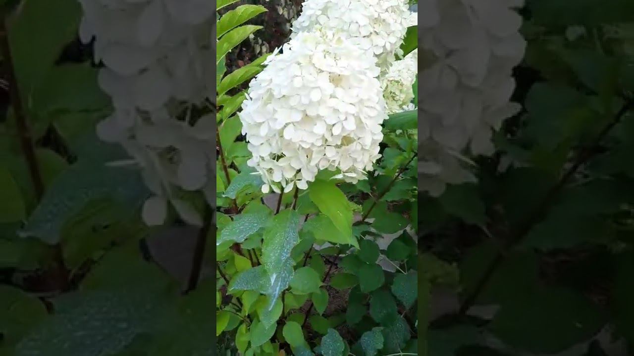 Вечер на даче..... смотреть онлайн