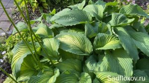 Хоста War Paint в моем саду