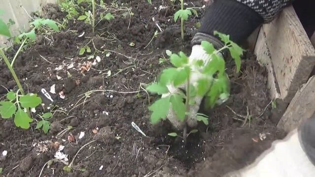 Посадка помидоров в теплицу после горчицы смотреть онлайн