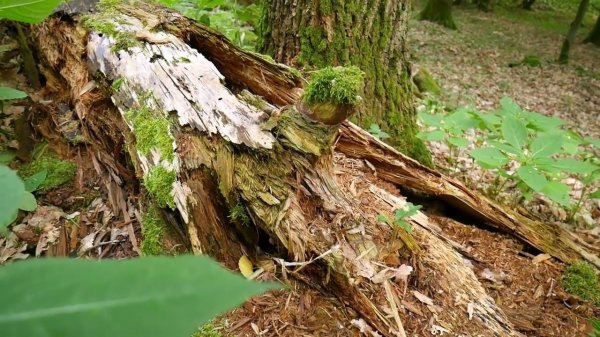 Relaxing River Sounds for Meditation and Sleep | World of Musical Relaxation