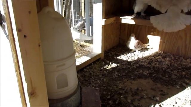 CoopCast Show #8 - Speaking about Pigeon Coops смотреть онлайн