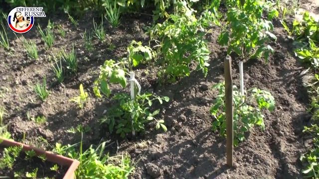 What Russians Grow in Their Gardens? My Dacha Garden Routine on Different Russia Channel смотреть онлайн