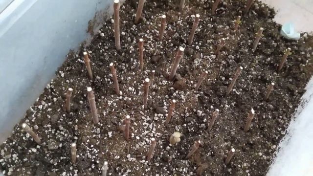 Крупнолистные гортензии после зимы. Как перезимовали гортензии в теплице. Весеннее черенкование. смотреть онлайн