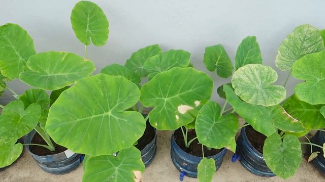 Recycle Plastic Bottles Grow Colocasia Gigantea at Home смотреть онлайн