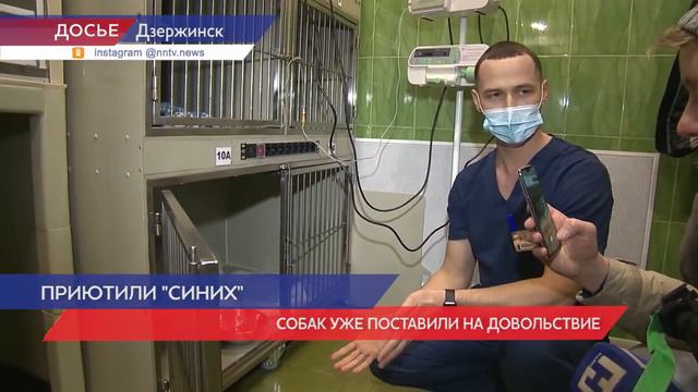 Собак с синим окрасом приютили в структуре администрации города Дзержинска смотреть онлайн
