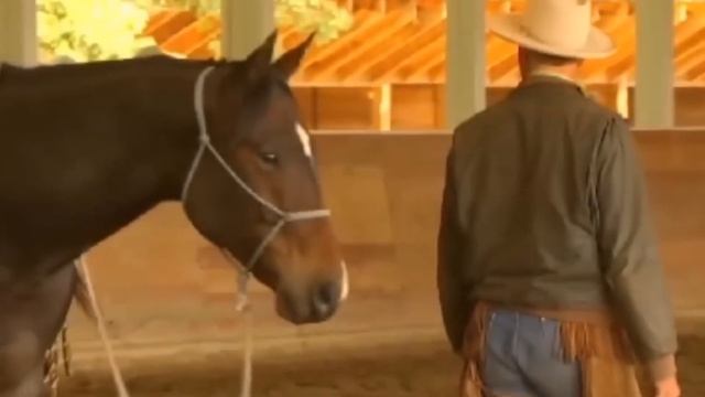 Лошадь сходит с ума и наступает на гроб. Пока крышка не сломается, заглядывая внутрь гроба... смотреть онлайн