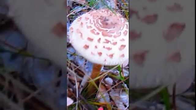 Гриб Зонтик смотреть онлайн