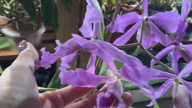 Цветение моих орхидей сентябрь - октябрь 2021г часть 1 смотреть онлайн