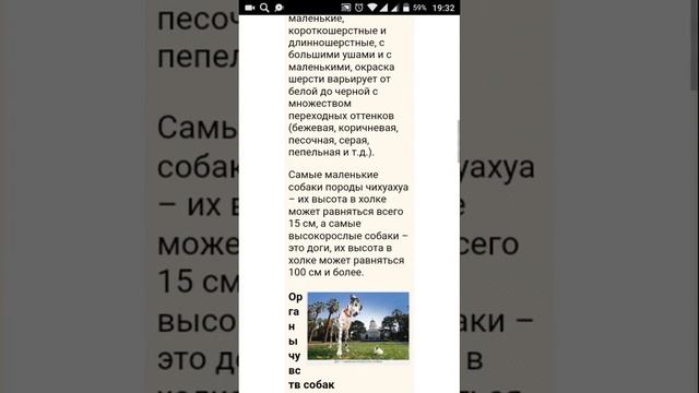 Как считает Яндекс ,кто такие собаки? смотреть онлайн