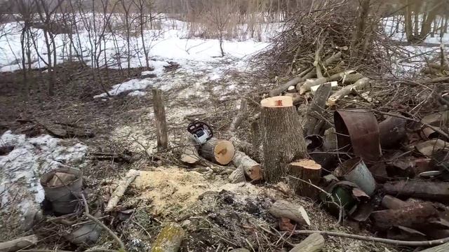 Спилил сухой клён смотреть онлайн