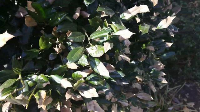 Purple Leaf Scorch on Holly Trees and Bushes смотреть онлайн