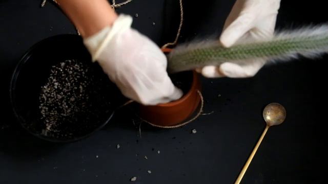 Hildewintera Colademononis Propagation | Monkey's Tail Cactus смотреть онлайн