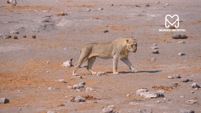BÚFALO SALVA LAGARTO DE LEÃO смотреть онлайн