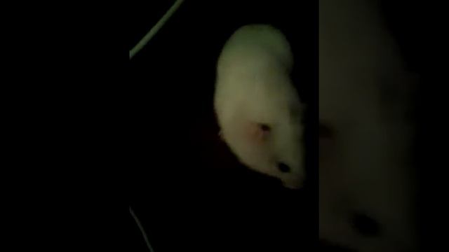 Пушистый хомяк смотреть онлайн