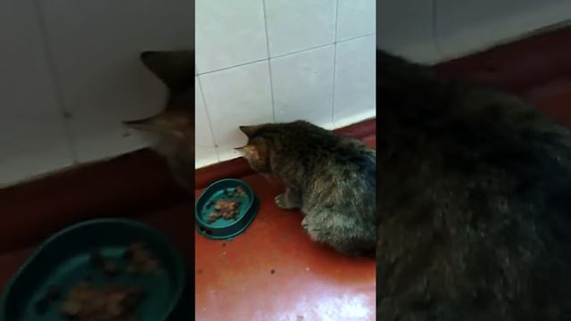 Кошка ест лапой смотреть онлайн