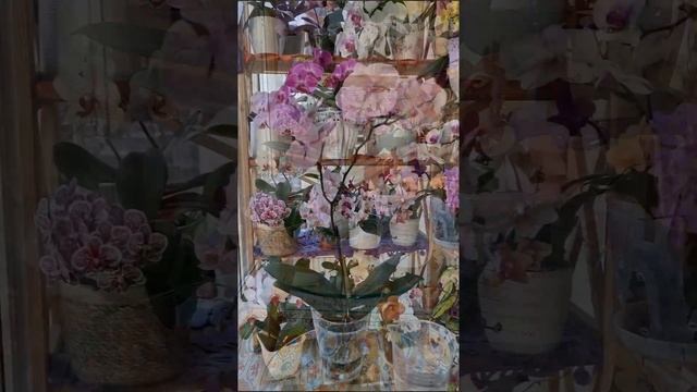 Поливайте ТАК орхидею с торфяным стаканом и вы избежите ошибок в уходе#поливорхидеи #уходзаорхидеям смотреть онлайн