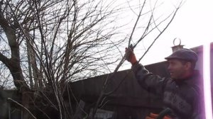 МАСТЕР-КЛАСС для подписчика. ОБРЕЗКА АЛЫЧИ.