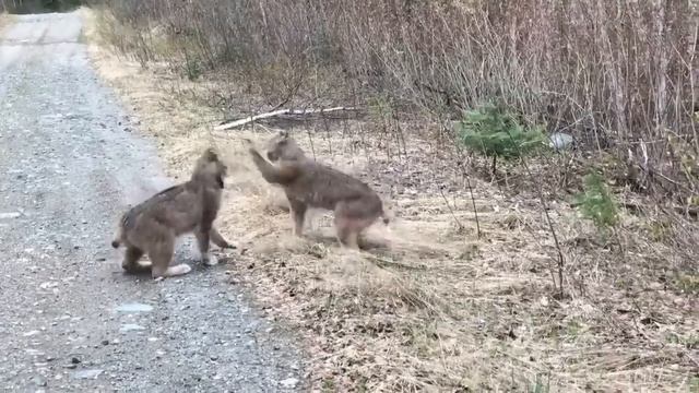 Two Lynx in Ontario Have Intense Conversation смотреть онлайн
