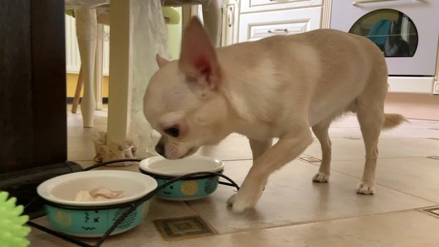 Чихуахуа. Лиза обожает варёную курятину. смотреть онлайн