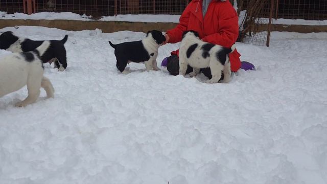 детки среднеазиатской овчарки из Александровой слободы смотреть онлайн