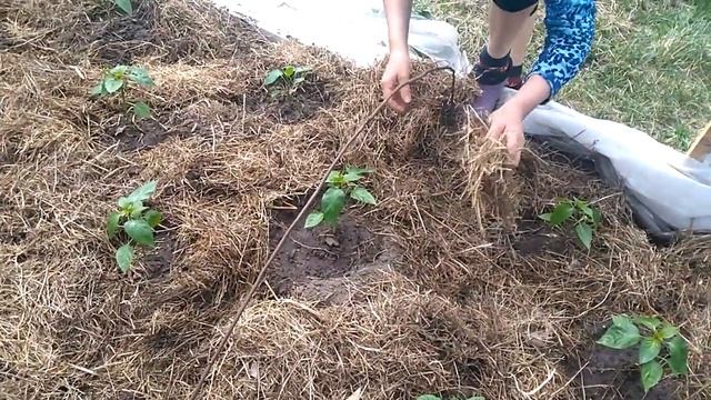 Уход за перцами в ТЕПЛИЦЕ! смотреть онлайн