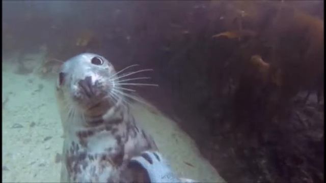 Под водой к нему подплыл морской котик смотреть онлайн