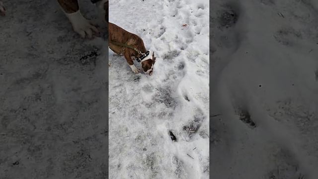 Первая прогулка Хана. Тропинка. Щенки Американского Бульдога Кубы. Возраст: 3,5 месяца.