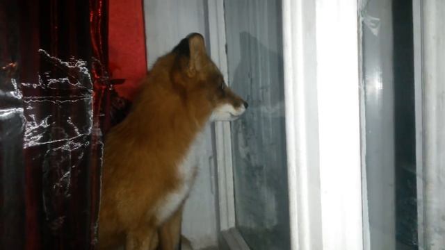Лиса лает на собаку за окном / The fox barks at the dog outside. смотреть онлайн