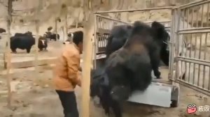 Погрузка быка