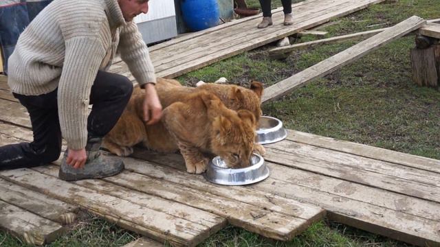Кормление львят смотреть онлайн