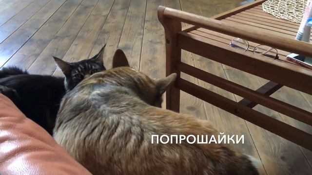 КОТ И СОБАКА# БОЛЕЕМ ЗА НАШИХ# ЖАРА НА ДАЧЕ# МЕЙНКУН И КОРГИ смотреть онлайн