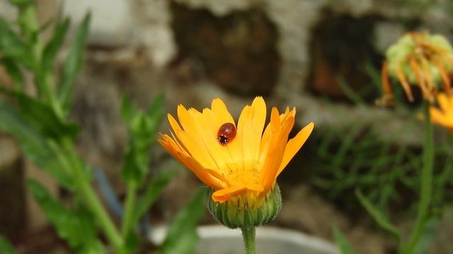 Интересные факты о божьей коровки(Interesting facts about ladybug)ю смотреть онлайн