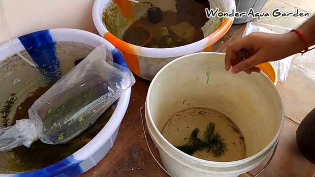 Unboxing My New Shrimps 😊 | Must Watch 🤩 | தமிழ் | Wonder Aqua Garden смотреть онлайн