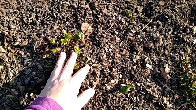 Уход за клубникой в апреле. смотреть онлайн