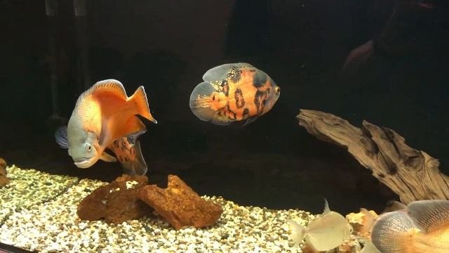 Аквариум после чистки смотреть онлайн