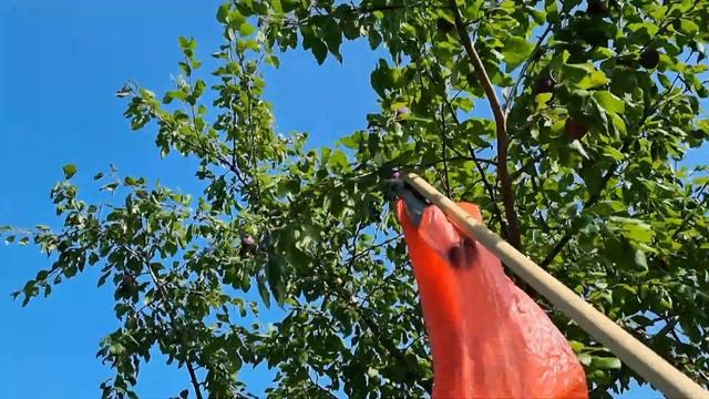 Плодосъёмник для сливы.