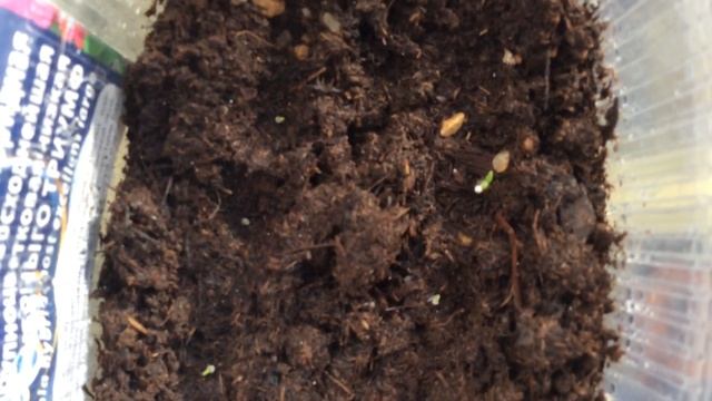 Рассада петунии и помидор. Что делать, если листья желтеют, поделитесь опытом. смотреть онлайн